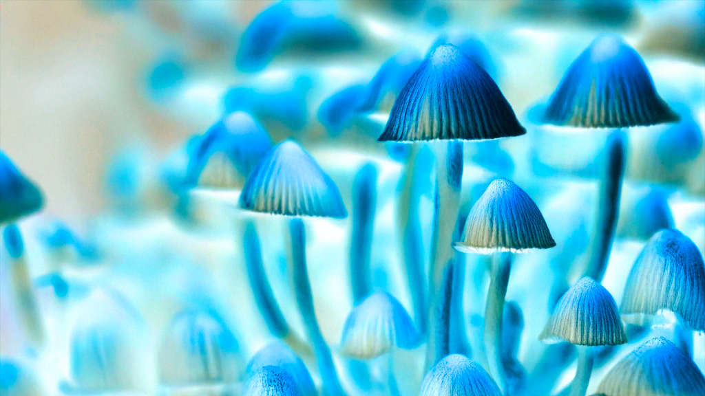 Cogumelos mágicos para certas condções de saúde mental