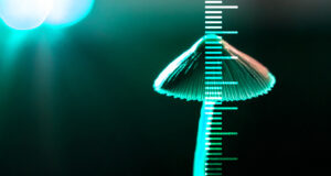 novo metodo para medicao de psilocibina e psilocina