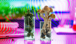 Conheça a trajetória dos fundadores do Instituto Alma Viva, da cannabis medicinal à psicoterapia assistida por psicodélicos, com ciência, ética e evidência clínica